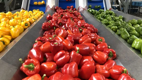 Hoogweg Paprikakwekerijen